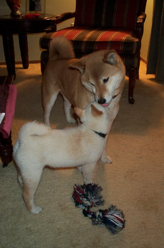 开云-篮球与足球的跨界交响，步行者沉稳胜活塞，意甲焦点再现伦纳德式接管